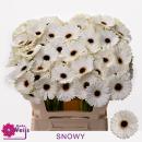 Vollsortiment  Gerbera SNOWY - 1 Stiel